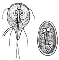 Diagrams of Giardia intestinalis parasites