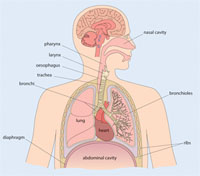 Anatomy of the upper and lower respiratory tract