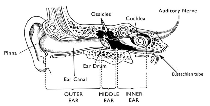 Anatomy of the ear