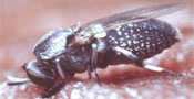 A blackfly
