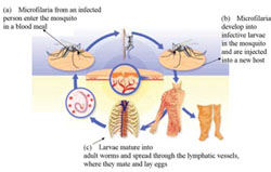 Life cycle of lymphatic filariasis