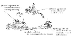 How schistosomiasis is transmitted