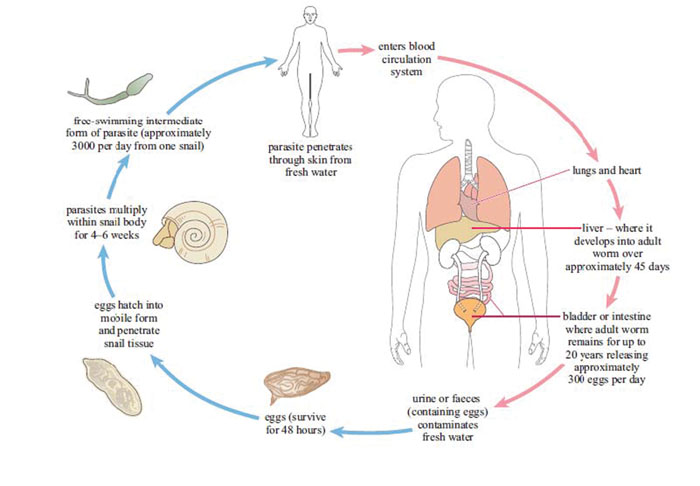 Lifecycle of Schistosoma parasites