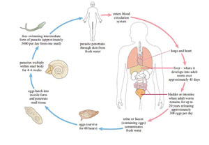 is schistosomiasis a vector borne disease