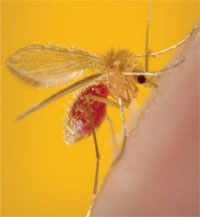 A female phlebotomine sandfly