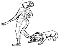 A rabid dog biting a man