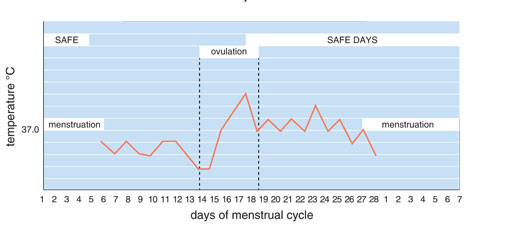 Graph showing of basal body temperature variations during a menstrual cycle