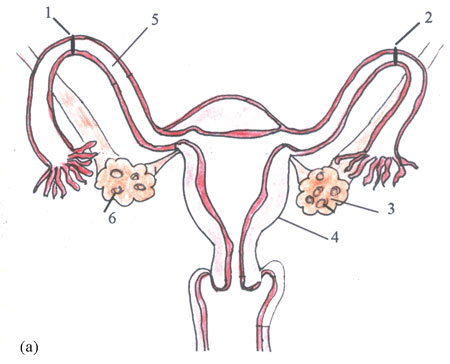 A unlabelled diagram of the female reproductive system.