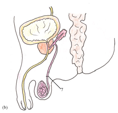 A unlabelled diagram of the male reproductive system.