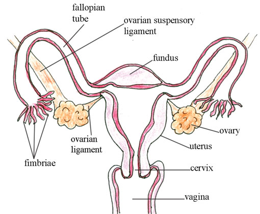 Normal female reproductive organs.
