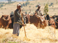 Farmers feed their cattle with hay.
