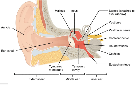 This picture is a diagram of an ear. It’s 2D and you can see the External, Middle, and Inner. The External ear is what we recognise as an ear lobe. The fleshy part of the ear is labelled ‘Auricle’. The ‘Ear canal’ is the tube that leads into the Middle Ear. In the Middle Ear, the labels are ‘Malleus’, ‘Incus’, Tympanic membrane, Tympanic cavity, and the ‘Stapes (attached to oval window)’, and the ‘Round window’. In the Inner ear section the labels are ‘Vestibule’, ‘Vestibular nerve’, ‘Cochlear nerve’, ‘Cochlea’, ‘Eustachian tube’.