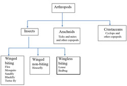Classification of arthropods