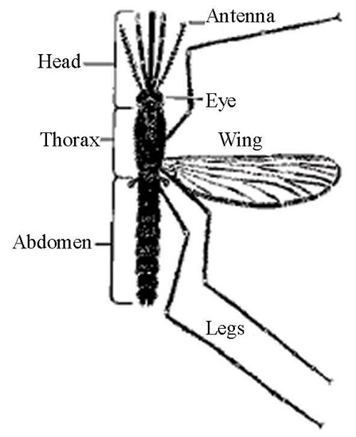 Main parts of the adult mosquito