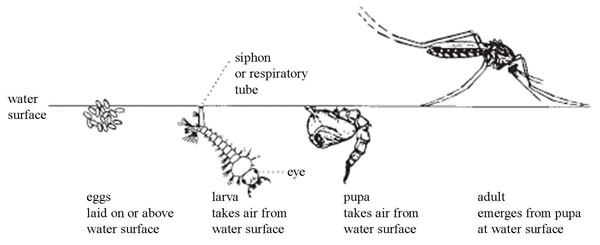 Life cycle of the mosquito