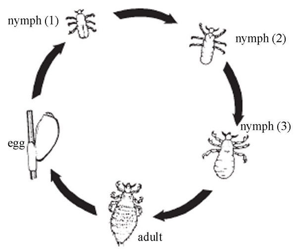Life cycle of the louse