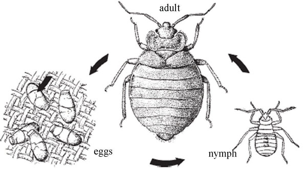 Life cycle of the bedbug