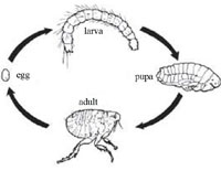 Life cycle of the flea