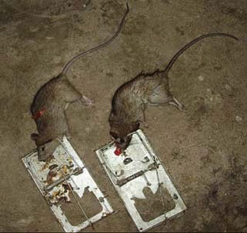 Rat trapping