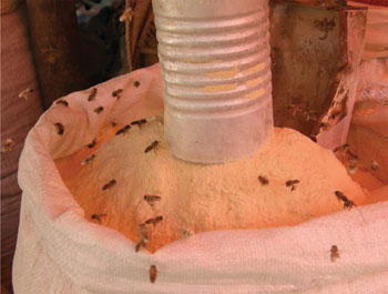 Insects crawling in flour