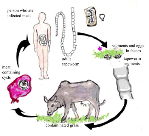 Life cycle of the beef tapeworm