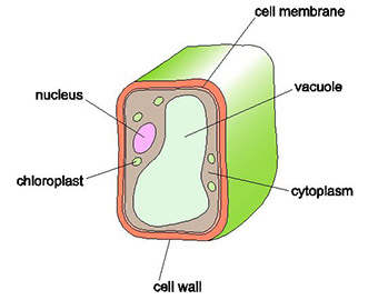 OLCreate: TESSA_ZIM Module 1: Secondary Science - Biology: Resource 1:  Background information on cells
