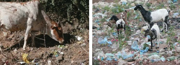 Animals surrounded by plastic bags
