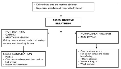 Flow chart of the steps of immediate newborn care.