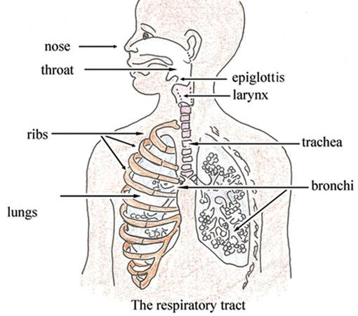 The respiratory tract.