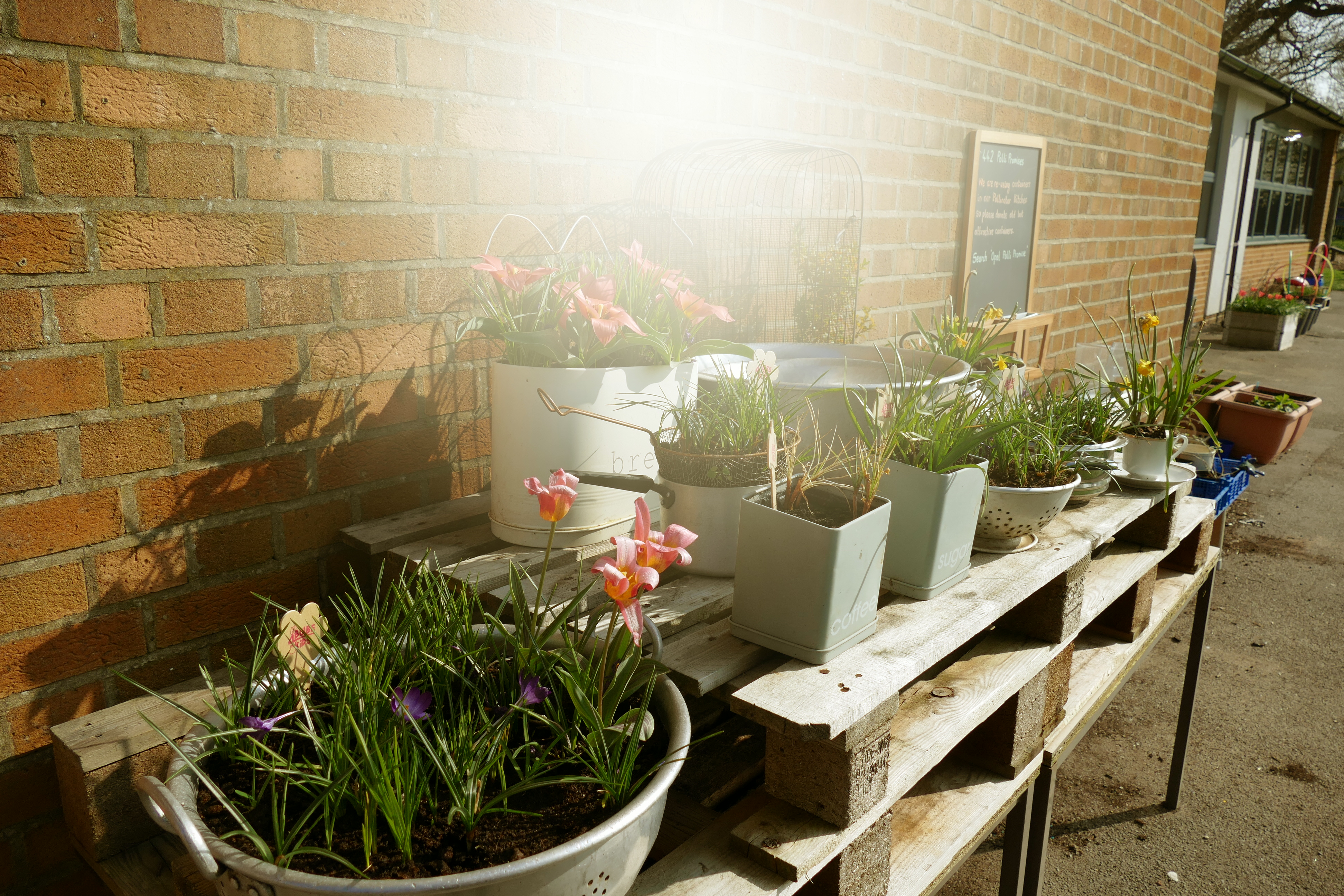 Planting Boxes in a School Yard
