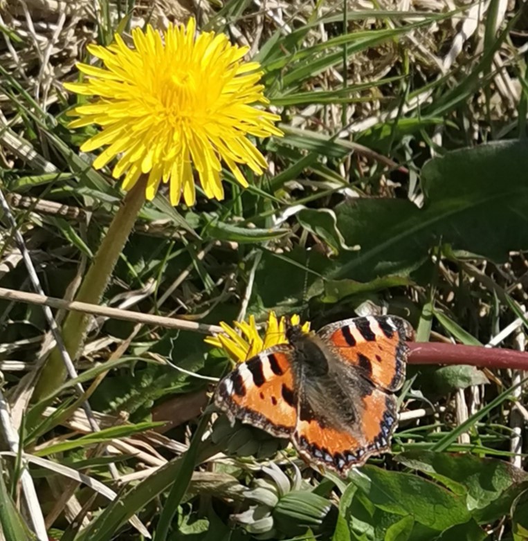 Small tortoiseshell on Dandelion