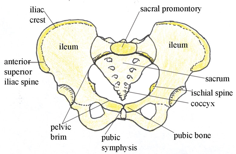 The pelvic inlet, viewed from above. Note the position of the ischial spines.