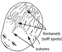 Sutures and fontanels in the newborn’s skull.