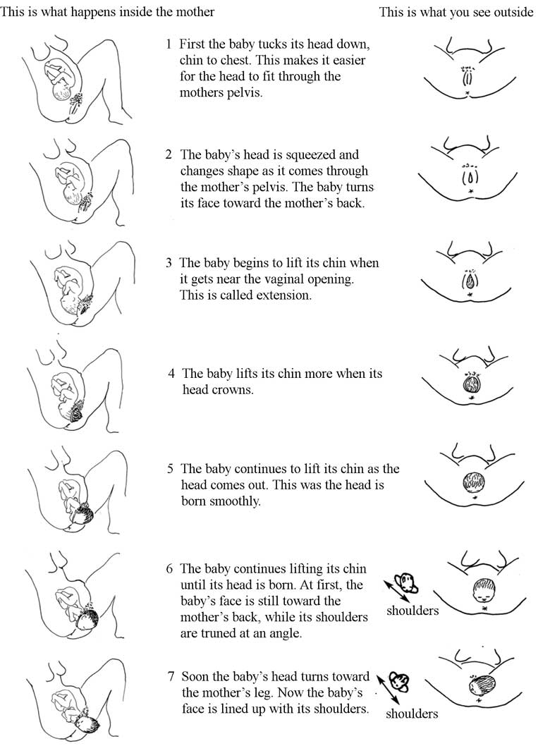 The seven cardinal movements of the baby during labour and delivery.