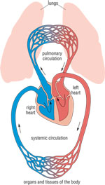 Diagram of pulmonary circulation to the lungs and the systemic circulation to the rest of the body
