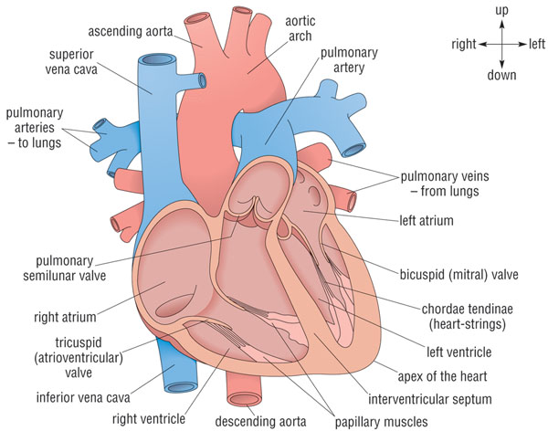 Diagram of the anatomy of the heart