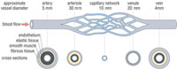 Diagrams of the different types of blood vessels