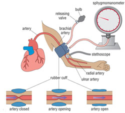 Diagram showing blood pressure measurement