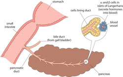 Diagram of cells in the islets of Langerhans in the pancreas produce insulin and glucagon.