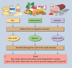 Diagram showing how food is broken down into smaller units