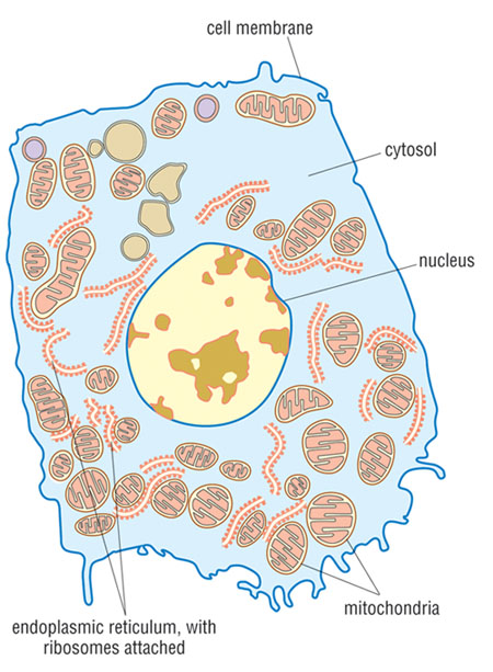Drawing of a human cell with its internal structures