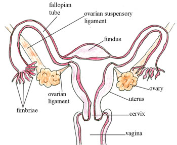 Female internal reproductive organs