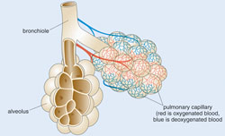 Cross section of a bronchiole and clusters of alveoli