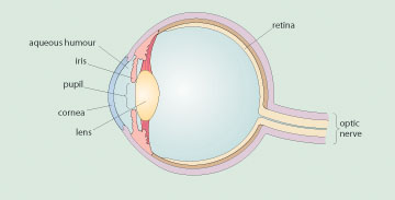 Cross section of the eye