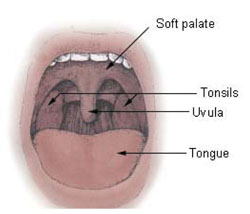 Diagram of the oral cavity