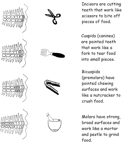 Different types of teeth