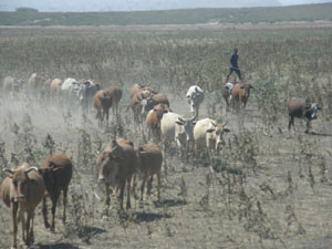 Drought can affect animals extremely