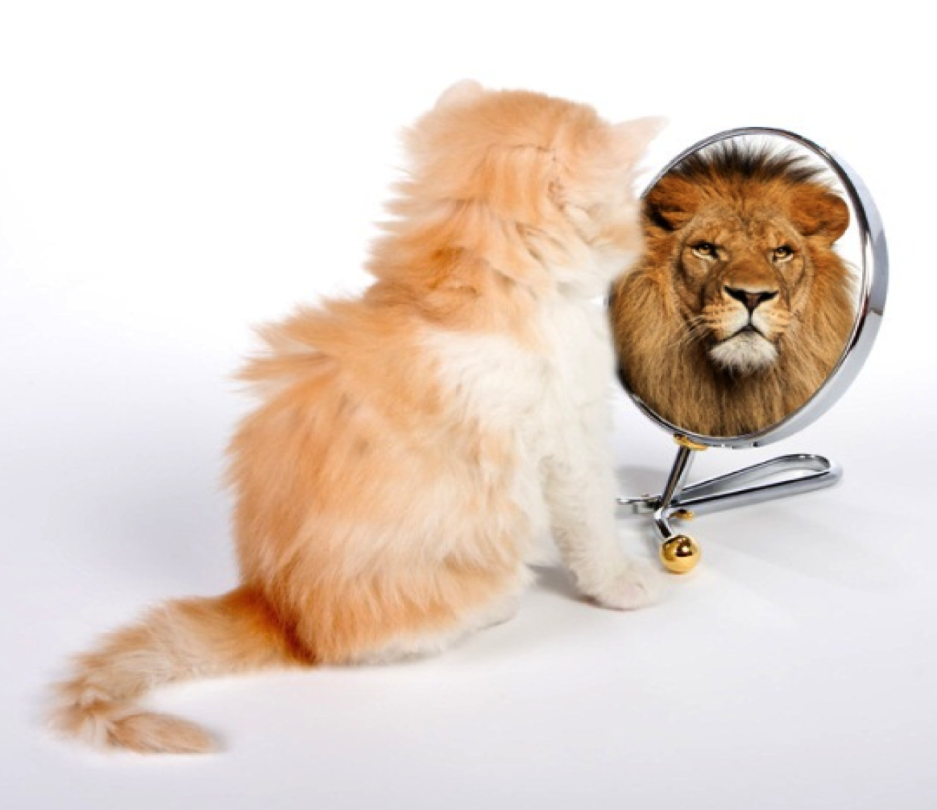 A ginger kitten looks into a round mirror and sees a lions face