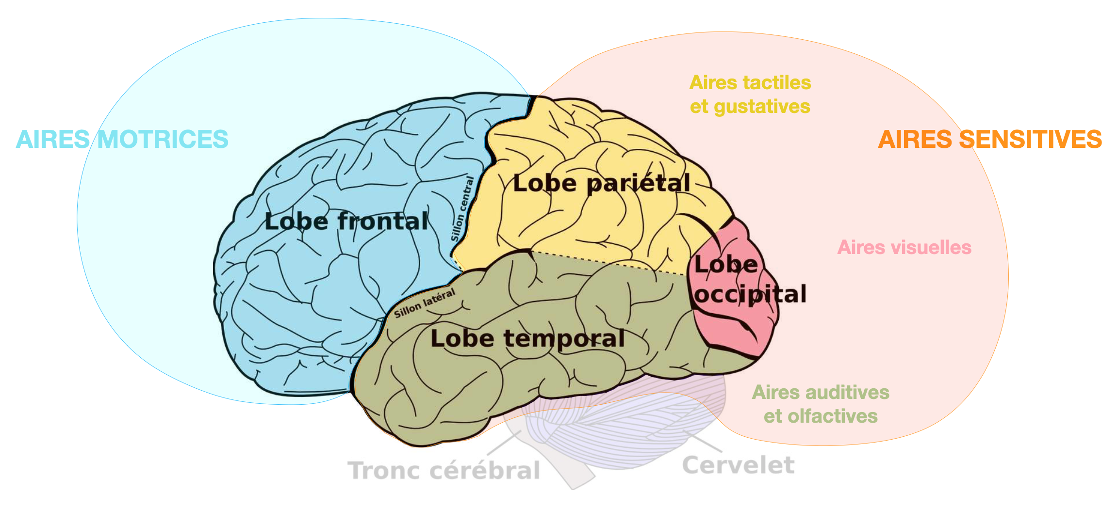 Parties Du Cerveau Et Leurs Fonctions Cerveau Anatomie R le Parties Du Cerveau Et Leurs Fonctions Cerveau Anatomie R le