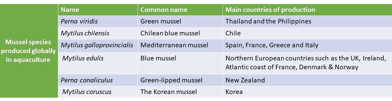 Table of the common species of mussels produced in each area
